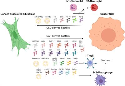 The Role of Cancer-Associated Fibroblast as a Dynamic Player in Mediating Cancer Stemness in the Tumor Microenvironment